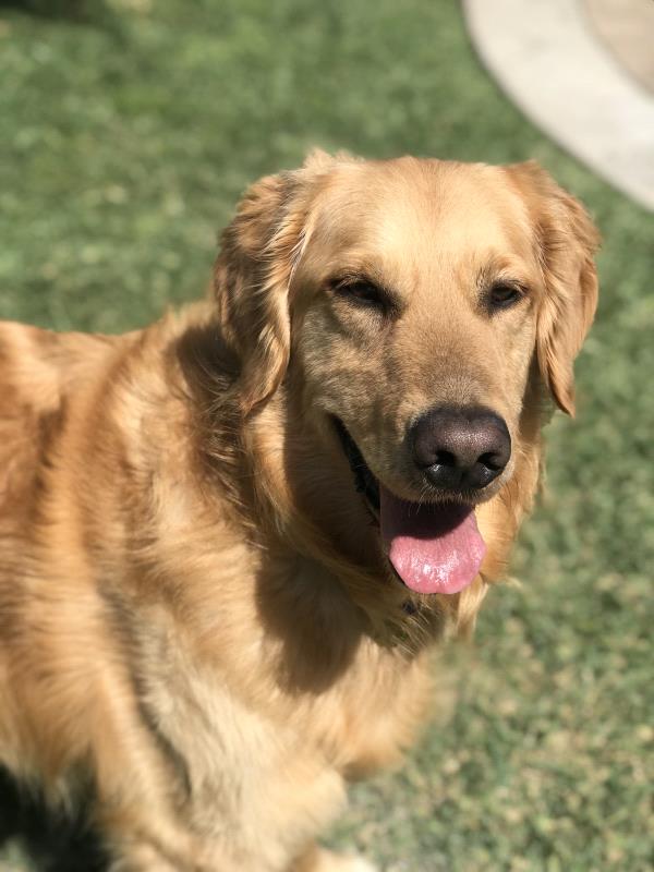 /Images/uploads/Friends of Seal Beach Animal Care Center/2022sbacc/entries/21363thumb.jpg